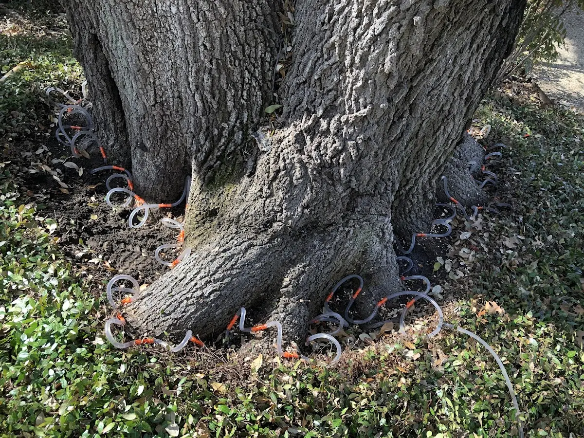 Detailed Tree Cabling and Bracing job site in Seminary